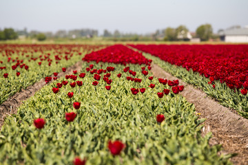 Tulip field 03