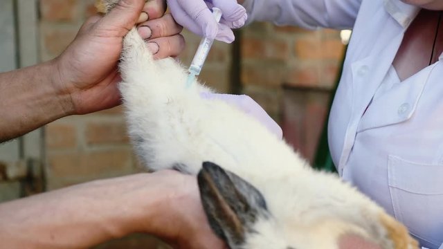 A female veterinarian is vaccinating rabbits in the countryside. Treatment of farm animals