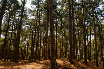 Forest in summer.