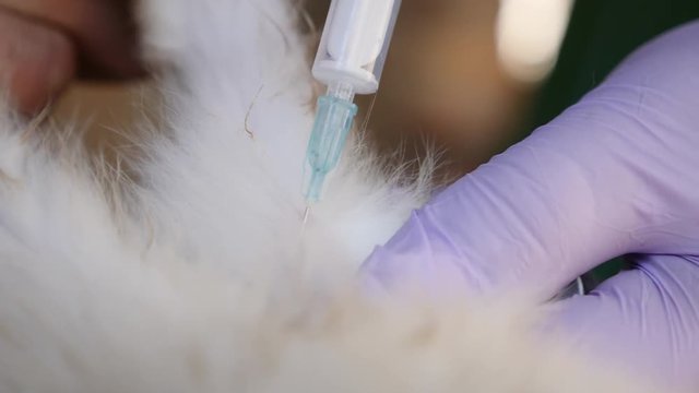 A female veterinarian is vaccinating rabbits in the countryside. Treatment of farm animals. Closeup shot