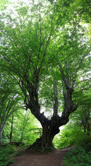 Big old oak in the forest in Stranja mountain