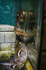 boa in terrarium