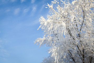 birch branches in the frost and snow in the sun with blue sky background