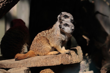 Wild African Meerkats