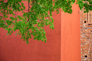 Old wall painted red and green tree standing next to it