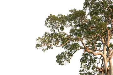 branched tree isolated on white background.