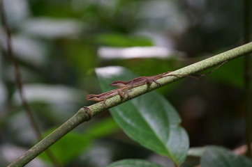 costa rica romantic couple lizards