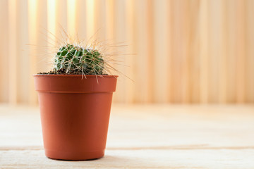 Small young cactus with long thorns in brown pot on light wooden background.