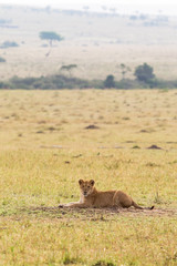 A resting lion cub. Savanna of Masai Mara, Kenya