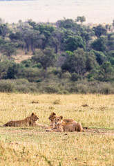 Fototapeta na wymiar Group of young lions on the grass in Masai Mara. Kenya, Africa