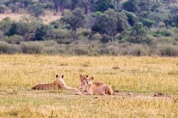 Fototapeta na wymiar Group of young lions on the grass. Kenya, Africa
