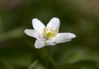 Anemone nemorosa in the sunshine isolated on green.