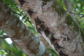 Costa rica baby bats on tree