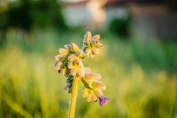 bud plant Symphytum officinale 