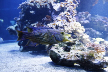 Fisch mit offenem Maul vor Korallen