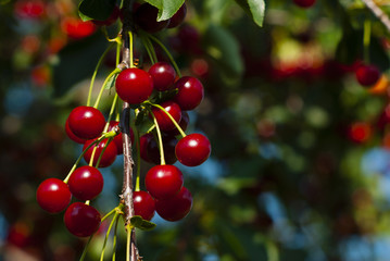 Cherry