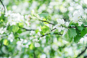 Close up view of blossoming apple tree at the springtime. Natural beauty concept.