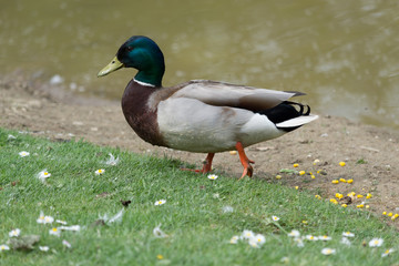 Obraz premium Duck Waddling Through Grass 2