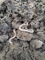 earthworm close-ups wriggle in the earth after rain