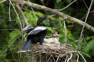 Costa rica snakebird anhinga baby chicks