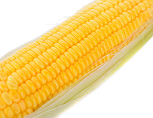 corn on white background