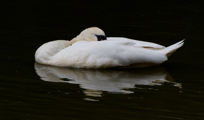 Sleeping Swan Reflection