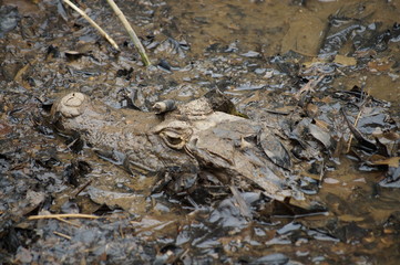 Costa rica caiman