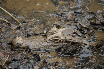 Costa rica caiman