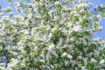 Close up view of blossoming apple tree at the springtime. Natural beauty concept.