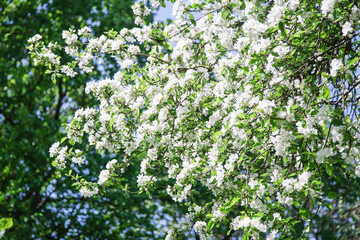 Close up view of blossoming apple tree at the springtime. Natural beauty concept.