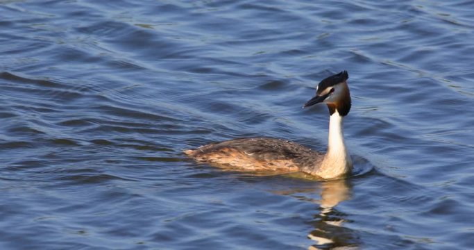 Single Great Crested Grebe bird swimming on water surface on Biebrza river wetlands during a spring nesting period