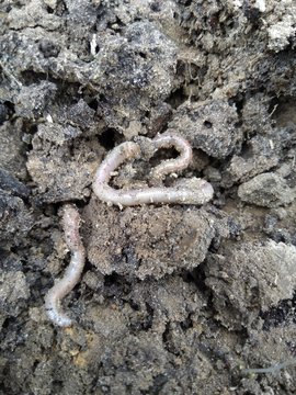 earthworms close-ups wriggle in the earth after rain