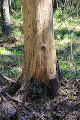  dried tree without bark