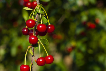Cherry