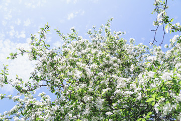 View of blossoming apple tree and bright blue sky at the springtime. Natural beauty concept.