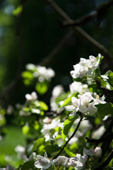 Close up view of blossoming apple tree at the springtime. Natural beauty concept.