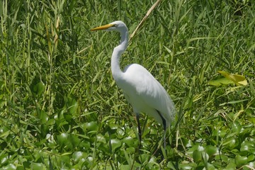 aigrette blanche, las isletas, Nicaragua