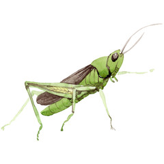 Exotic crickets  wild insect in a watercolor style isolated. Full name of the insect: crickets, grasshoppers . Aquarelle wild insect for background, texture, wrapper pattern or tattoo.