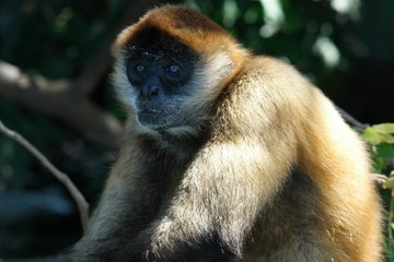 portrait de singe, Las Isletas, Nicaragua