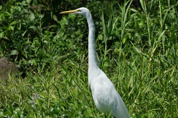 aigrette blanche, Las Isletas, Nicaragua