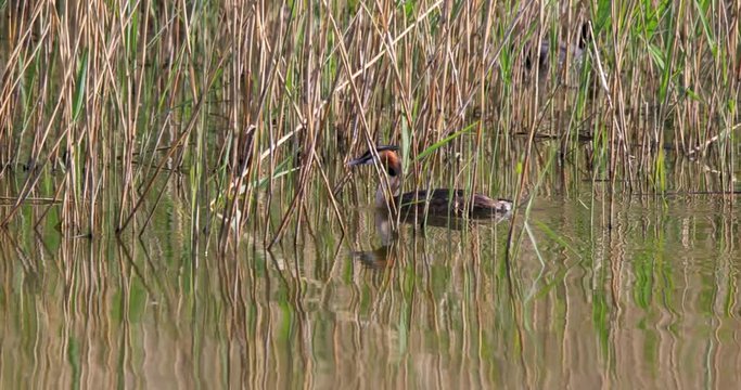Single Great Crested Grebe bird swimming on water surface on Biebrza river wetlands during a spring nesting period