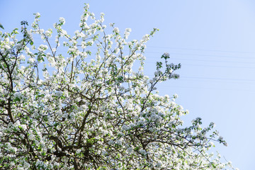 View of blossoming apple tree and bright blue sky at the springtime. Natural beauty concept.