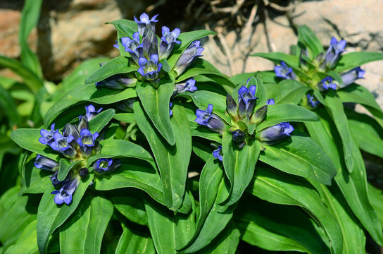 Kreuz-Enzian; Gentiana cruciata; Bluete Nahansicht