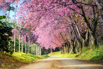 beautiful view big tree of pink cherry blossom at khun wang national park at chiang mai in thailand
