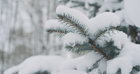 blue spruce twigs covered by snow