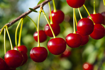 Cherry
