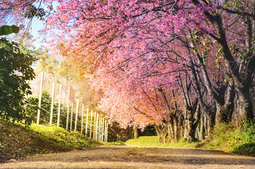 beautiful view big tree of pink cherry blossom at khun wang national park at chiang mai in thailand