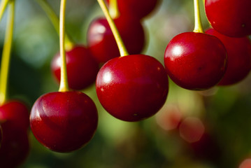 Cherry