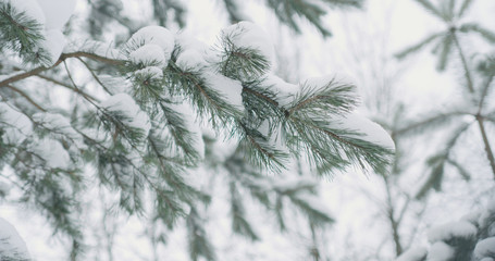 snow covered pine branches on a winter day