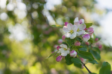 blossoming apple tree in a garben on a sunny summer day